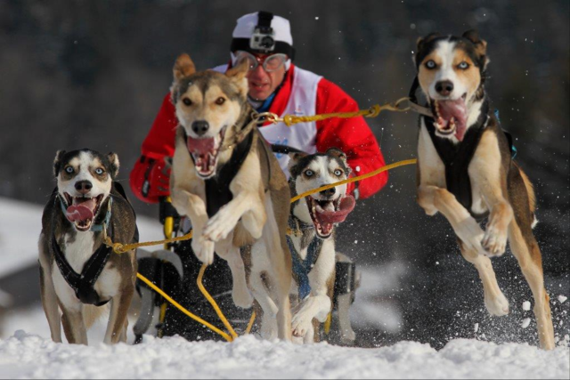 5. Internationale Hochkönig Challenge, Österreichische Meisterschaft der reinrassigen Schlittenhunde
