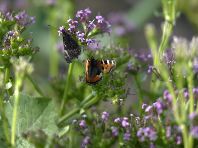 (c) Natur im Garten / Alexander Haiden