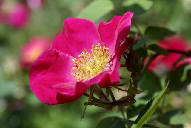 (c) Natur im Garten / Alexander Haiden