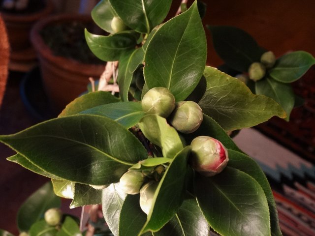 Die Kamelie hat 23 Knospen.
