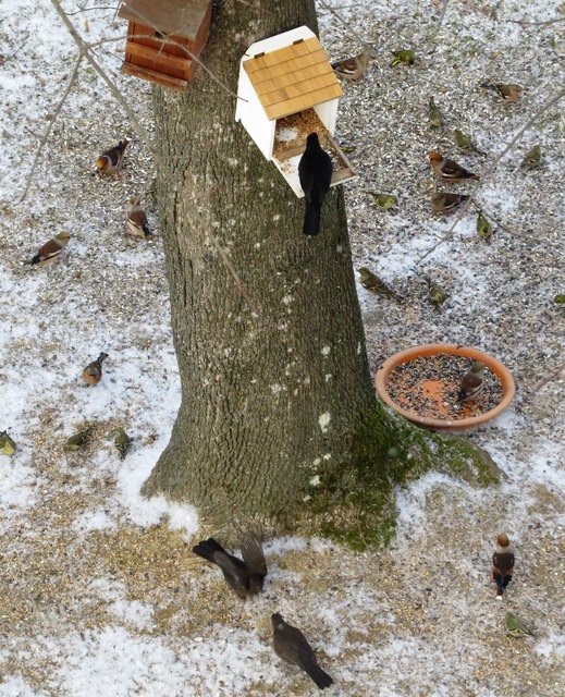 Bis zu 15 verschiedene Vögel (z.B. Amsel, Grünfink, Rotkehlchen, Haus- und Feldsperling, Blaumeise, Kohlmeise, Schwanzmeise, Stieglitz, Buntspecht, Türkentaube, Kernbeißer, Eichelhäher, Elster, Fasan) kommen zu meiner Futterstelle