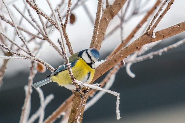 „Stunde der Wintervögel 2017“ - Österreichweiter Wintervogelzählung 2017.