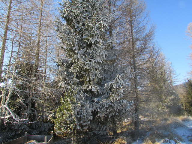 Raureif an den Bäumen am 11. Jänner 2017 von einer Seehöhe von 1550 m    bringt in  (   100 Tagen Schnee  das war  am 20 April  2017 das soll wahr sein stimmt Punkt genau.