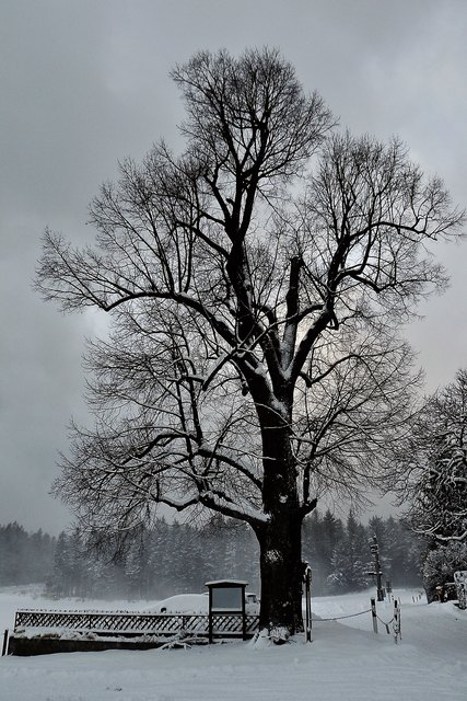 Die Sommerlinde in entlaubter Winterpracht.