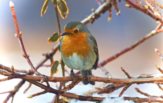 Ich komme mir vor wie ein Eisvogel bei der Kälte.