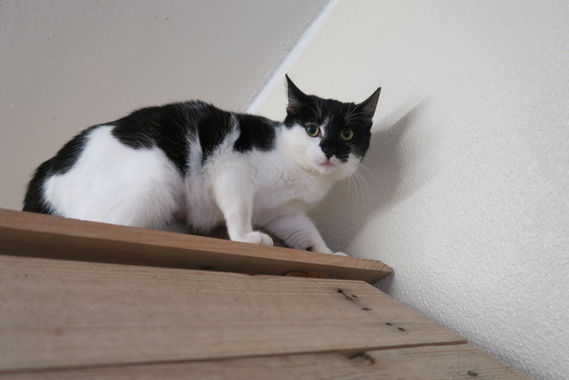 Auch dieser schwarz-weiße Kater muss sich erst an Menschen gewöhnen.
