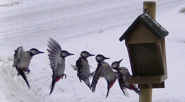 Buntspecht im Anflug auf das Futterhaus.