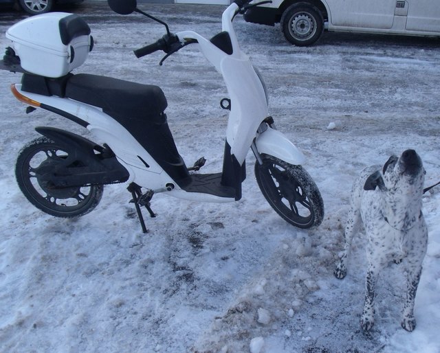 Hund und Moped sind im Partnerlook aufeinander abgestimmt.