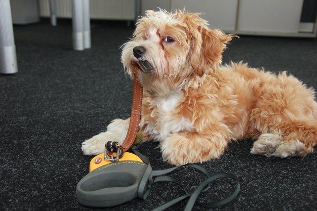 Ob die Hunde wollen oder nicht – vielerorts gilt der Leinenzwang.