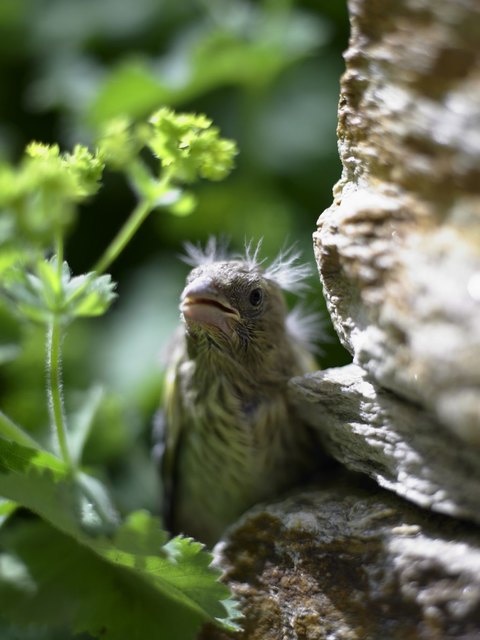 (c) Natur im Garten / Alexander Haiden