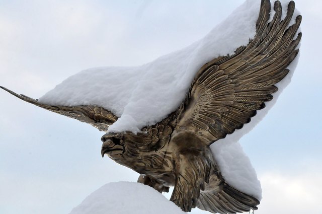 Tragende Rolle - Adler mit Winterlast.