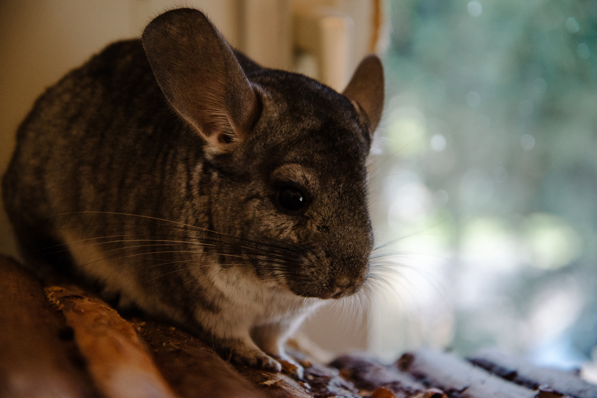 Chinchilla Weibchen in liebevolle Hände abzugeben Reutte