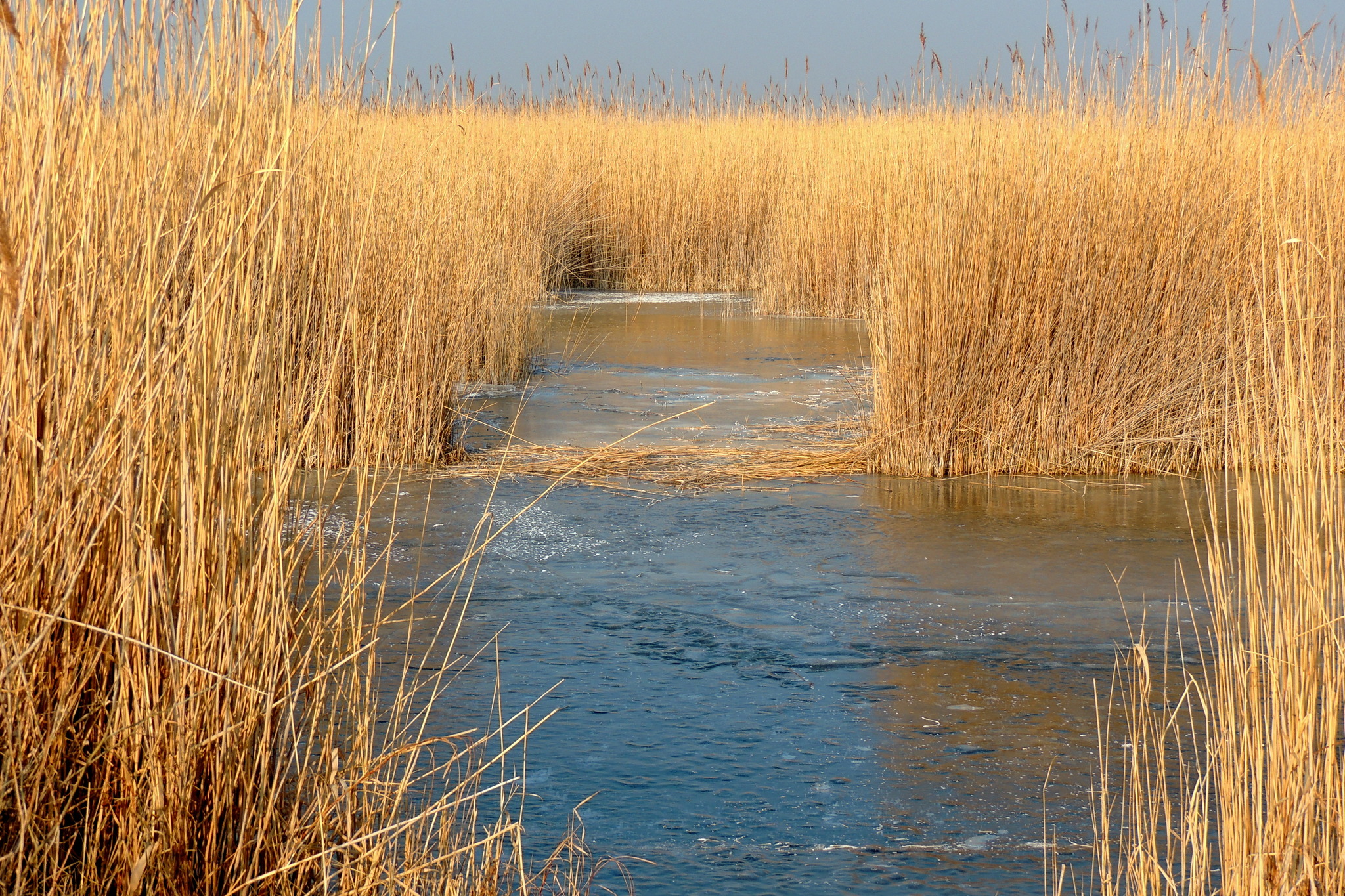 Ins Schilf geschaut Neusiedl am See