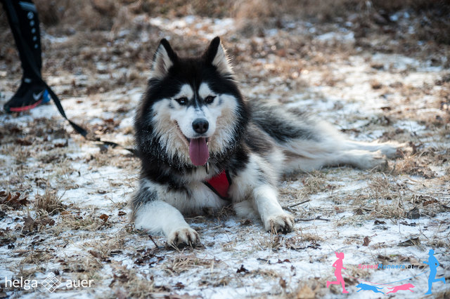 Dadurch hat man entspannte und glückliche Hunde durch das Teamwork am Trail © SpeedRunners.at