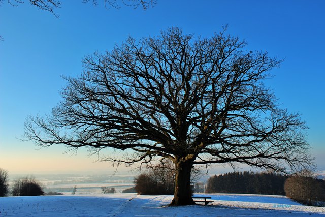 Naturdenkmal "Eiche" am St. Valentiner Rohrberg