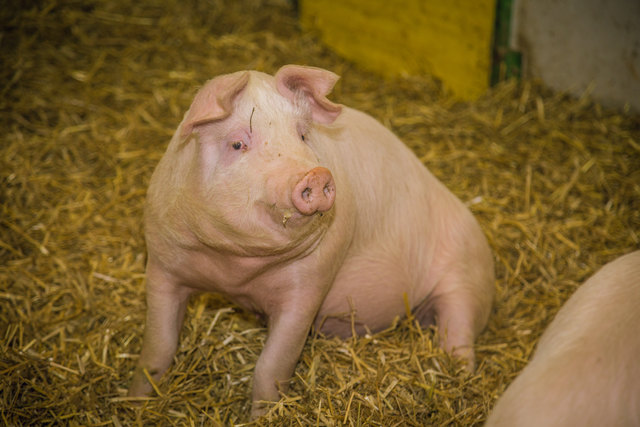 Bio-Schwein im Stall des Biohof Freiler | Foto: Anton Koll
