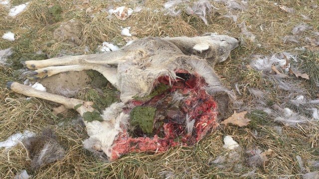 In Eitweg wurde ein Rehbockkitz von einem oder mehreren Hunden gerissen | Foto: KK