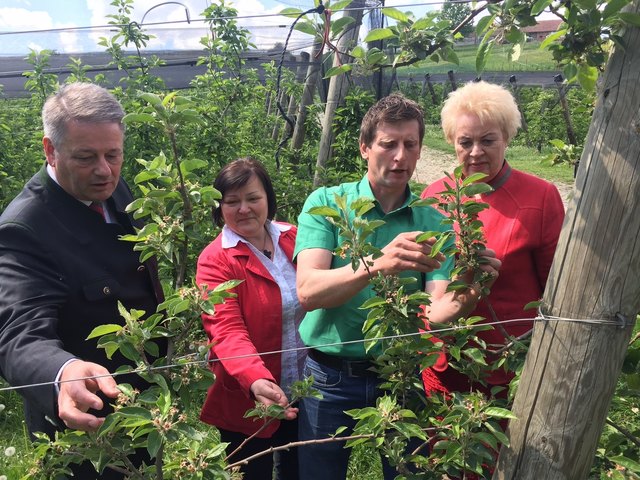 Wie hier in Kukmirn fror Ende April 2016 fast die ganze Obst- und Weinernte im Südburgenland ab. Bund und Land schnürten ein Hilfspaket.