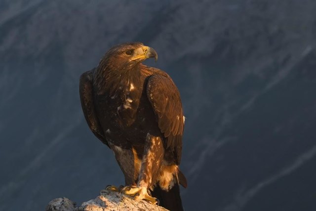 Im Nationalpark Hohe Tauern findet ein Steinadlermonitoring statt. | Foto: NPHT/Kurzthaler
