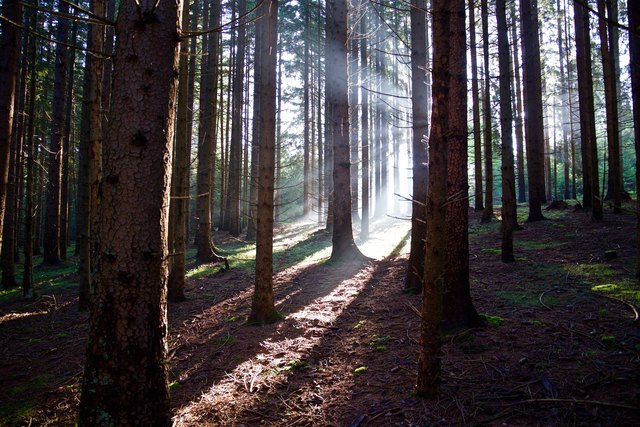Holz erleben
