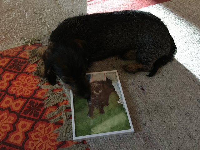 Es geht Button einfach nicht in den Kopf, wie ein ganzer Hund in so einen kleinen Ramen passt...