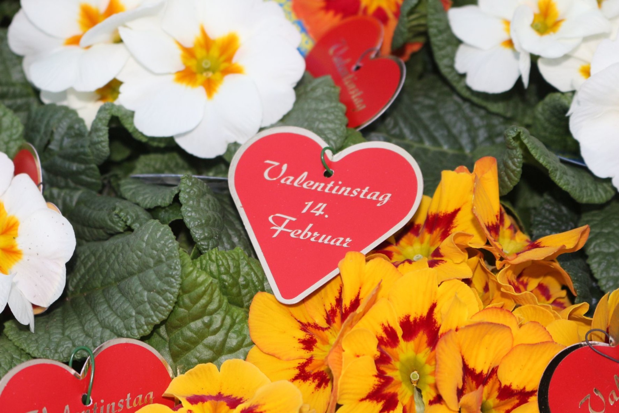 was man zum valentinstag schenken