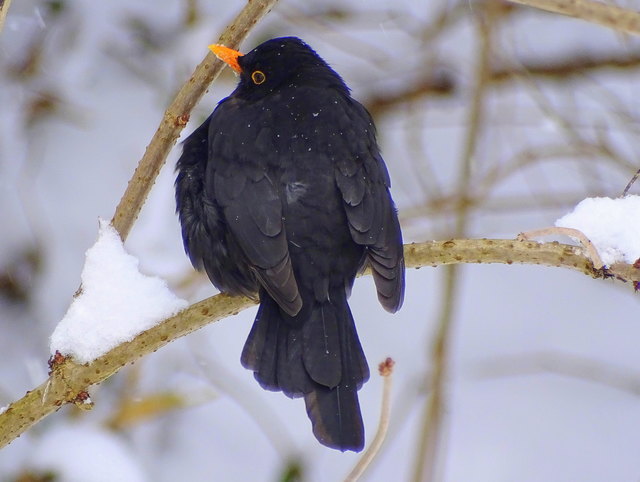 Amsel - nur die Männchen sind schwarz und haben diesen orangefarbenen Schnabel.