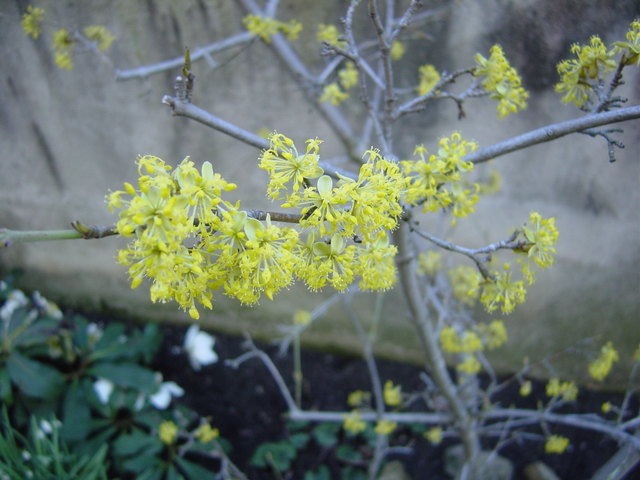 Kornelkirschenblüte
