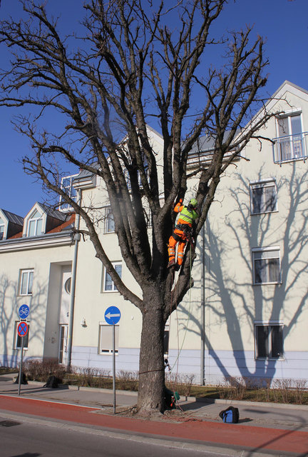 Mitarbeiter der Gärtnerei bearbeiten bereits die ersten betroffenen Bäume.
