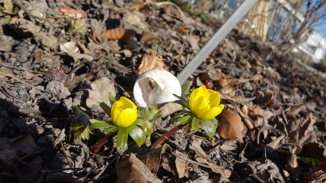 Der Winterling mit seinem Wächter. Der fiel leider dem harten Winter zum Opfer.