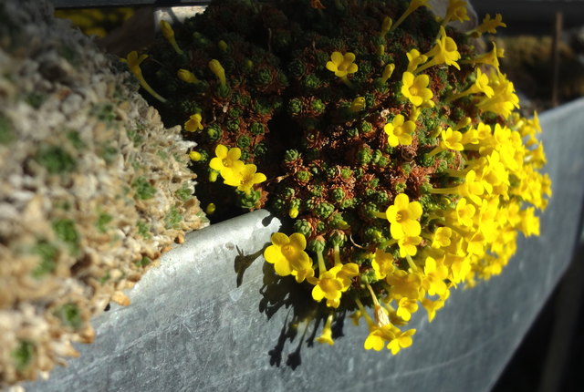 Dionysia, die etwas anderen Primeln, im Alpinhaus