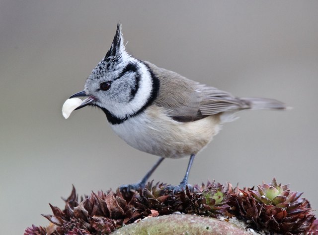 Auf sowas spitz ich.