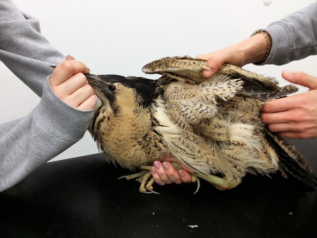 Die Rohrdommel bei der Untersuchung in der Tierklinik Parndorf