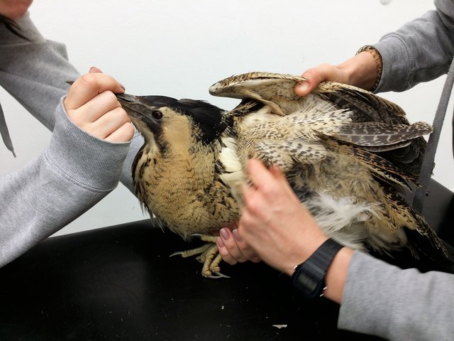Untersuchung der Rohrdommel in der Tierklinik Parndorf