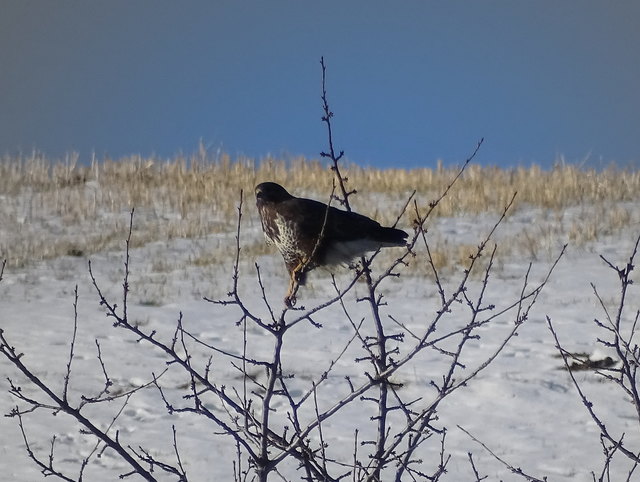 Kaum wird es frühlingshaft, sind sie schon in Hochzeitsstimmung