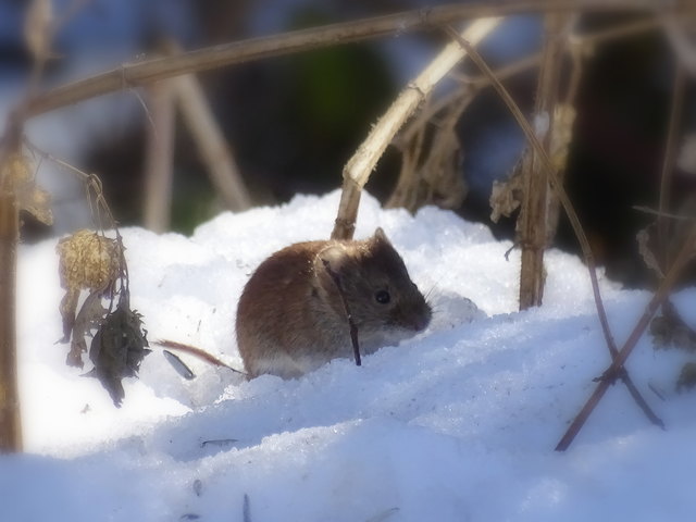 Die kleine Feldmaus legt am besten ihr Winterquartier genau unter dem Vogelfutterspender an...sehr schlau!!