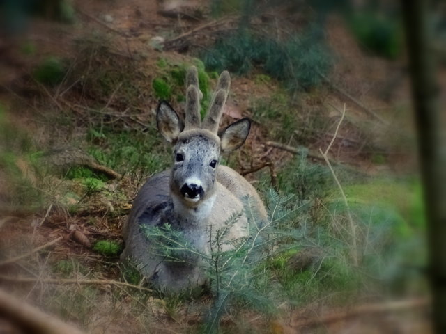 Bei dem schlechten Wetter hat der Rehbock seinen Schlafplatz heute später verlassen. Er trägt auch noch sein plüschiges "Winterhauberl". Da er mich ja schon kennt, (die mit dem Fotoapparat und dem Hund) hatte er es überhaupt nicht eilig...
