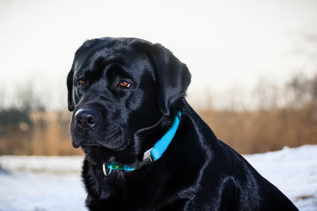 Loki-Portrait