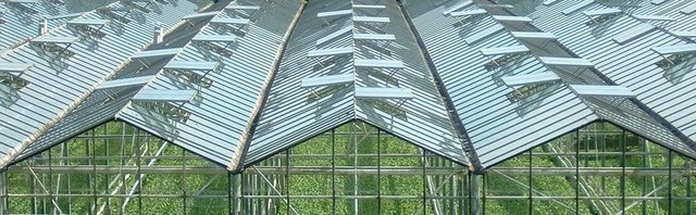 Niederlanden, dem weltweit größten Produzenten von Gewächshäusern, wurden im Jahr 2013 rund 10.500 Hektar Gewächshäuser im Jahr 2013 120 Petajoule (PJ) von Erdgas eingesetzt ca die Hälfte der fossilen Brennstoffe, die von allen niederländischen Pkws genutzt werden. Der hohe Energieverbrauch ist kaum überraschend. Die Erwärmung eines Gebäudes, das ganz aus Glas besteht, ist sehr energieintensiv.    Jeder Meter Quadrat von Glas, auch wenn es dreifach glasiert ist, verliert zehnmal so viel Hitze wie eine Wand.