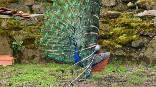 Ein Pfau zeigt was er kann