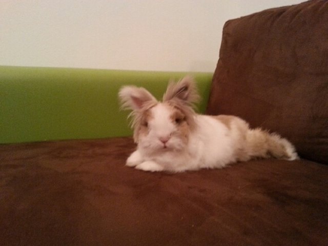 Unser Hase ist der King