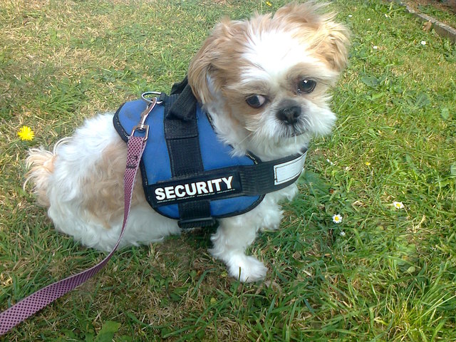 Er ist ein ganz lieber unser "Timmy" - ob er als "Security-Hund" taugen würde, da haben wir so unsere Zweifel. Das "grimmige" Schauen beherrscht er nicht so wirklich!