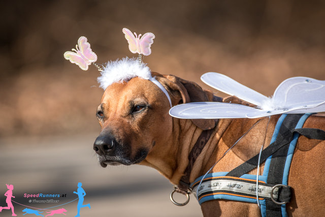 Die Elfe © Thomas Köllner