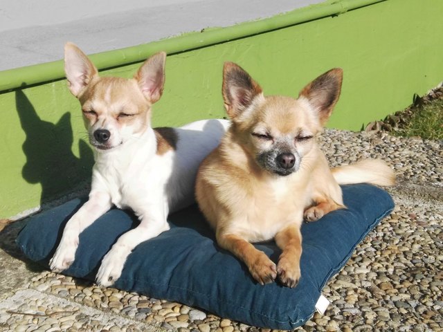 Meine zwei kleinen Sonnenanbeter würden sich sehr freuen :-)