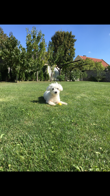 Azra Agic aus Bruckneudorf: "Ich bin Cindy, Hund oder Katze - ich bin beides. Meine treue und herzige Art lässt meine Besitzer über meine Sturheit hinwegsehen." (per E-Mail am Gewinnspiel teilgenommen)