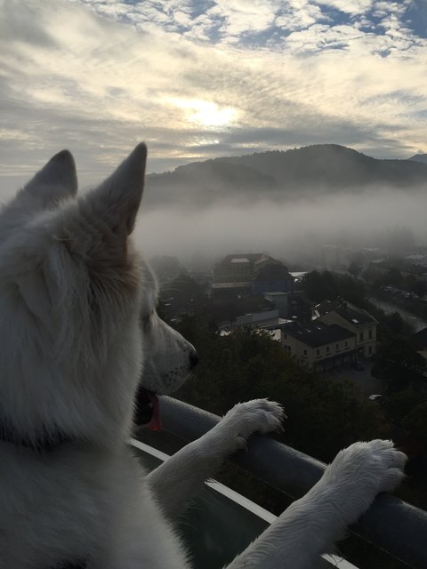 Diane Eibl aus Kirchberg an der Pielach: "Sonnenaufgang am Skywalk mit unserem BeoWulf" (per E-Mail am Gewinnspiel teilgenommen)