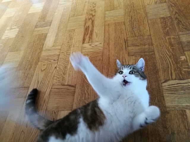 Schnurli unser Senior ist auch noch fit