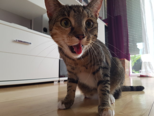 AMY rinnt schon das Wasser im Mund zusammen wenn sie das Wort "Futter" nur hört :-)