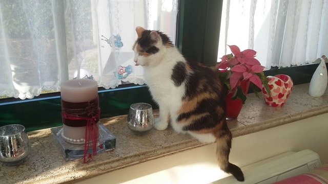 Minky, die Katze von Gerhard Riess hat wohl etwas g’schmackiges am Fenster gesehen (via E-Mail teilgenommen)