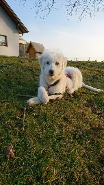 Mein Streunermädchen im neuen Zuhause
